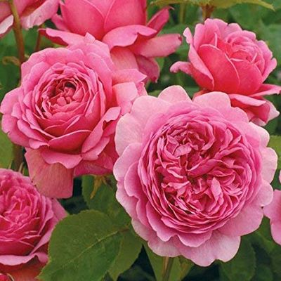 Fresh 100 Pz Semi di Fiori di rosa multicolori per piantare Rosa