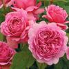 Fresh 100 Pz Semi di Fiori di rosa multicolori per piantare Rosa view 1