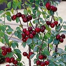 20 pezzi di semi di alberi da frutto Sweet Sylvia