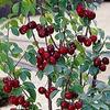 20 pezzi di semi di alberi da frutto Sweet Sylvia view 1