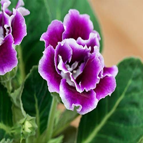 200 pezzi di semi di Fiori Gloxinia