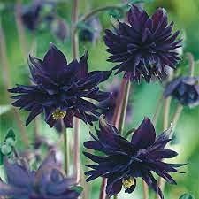 25 pezzi di semi di Fiori neri di Aquilegia