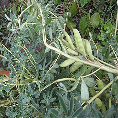 100 pezzi di semi di piante di fagioli di lupini