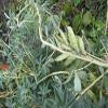 100 pezzi di semi di piante di fagioli di lupini view 1