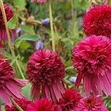 100 pezzi di semi di crisantemo Echinacea"Secret Affair"