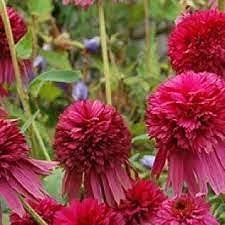 100 pezzi di semi di crisantemo Echinacea"Secret Affair"