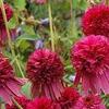 100 pezzi di semi di crisantemo Echinacea"Secret Affair" view 1