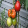 20 pezzi di semi di pomodoro per il Giorno dell'Indipendenza view 1