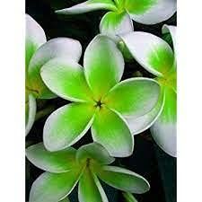 5 pezzi di semi di Fiori di Plumeria Verde Bianco