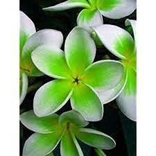 5 pezzi di semi di Fiori di Plumeria Verde Bianco