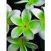 5 pezzi di semi di Fiori di Plumeria Verde Bianco view 1