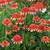 100 pezzi di semi di Fiori di Echinacea 'Secret Lust' view 1