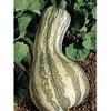 35 pezzi di semi di Zucca invernale Cushaw a strisce Verdi view 1