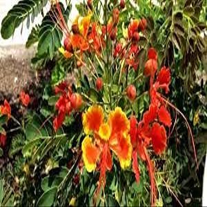 10 pezzi di semi di Fiori di Caesalpinia pulcherrima