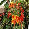 10 pezzi di semi di Fiori di Caesalpinia pulcherrima view 1