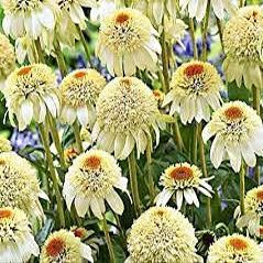 100 pz Echinacea purpurea Cono-fections Milkshake Semi di Fiori Bianchi