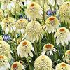 100 pz Echinacea purpurea Cono-fections Milkshake Semi di Fiori Bianchi view 1