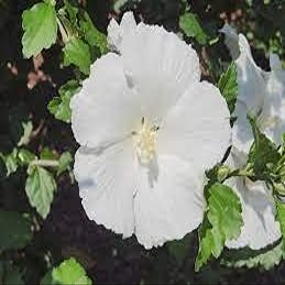 20 pezzi di semi di Fiori Bianco Puro"Hibiscus Syriacus"