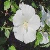 20 pezzi di semi di Fiori Bianco Puro"Hibiscus Syriacus" view 1