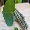 CROW Natural Giloy Satva 20gm 100% Purity view 2