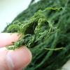 Dried Green Algae 80G view 3