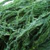 Dried Green Algae 80G view 4