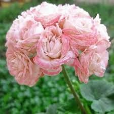 10 semi di Fiori di bocciolo di rosa
