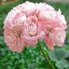 10 semi di Fiori di bocciolo di rosa view 1