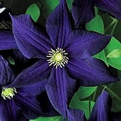 10 pezzi di semi di Fiori di uccello del Paradiso