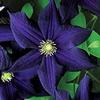 10 pezzi di semi di Fiori di uccello del Paradiso view 1