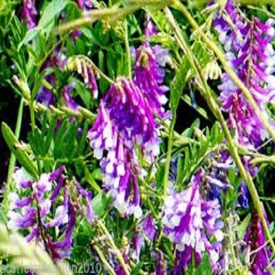 1Kg: Verdi Semi di Letame Tares Invernali Veccia Wildflower 10G a 20kg di Massa