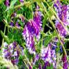 1Kg: Verdi Semi di Letame Tares Invernali Veccia Wildflower 10G a 20kg di Massa view 1