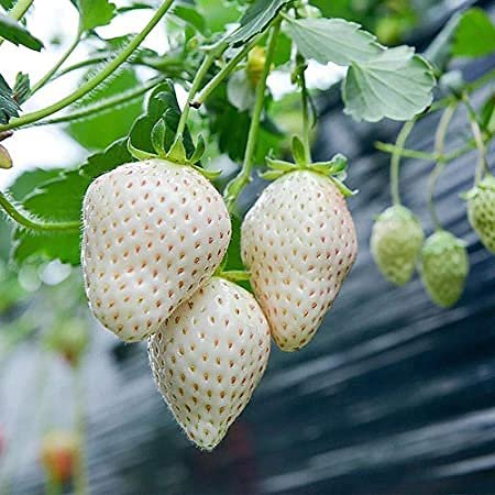 90 pezzi di semi di frutta Fragola Bianca