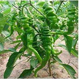 200 pc/Sacchetto di Pepe Semi di Peperoncino Rosso di Verdure fresche Rare Carolina Reaper Pepper Semi di ortaggi e Frutta Semi per Giardino di casa 3