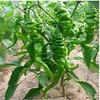 200 pc/Sacchetto di Pepe Semi di Peperoncino Rosso di Verdure fresche Rare Carolina Reaper Pepper Semi di ortaggi e Frutta Semi per Giardino di casa 3 view 1