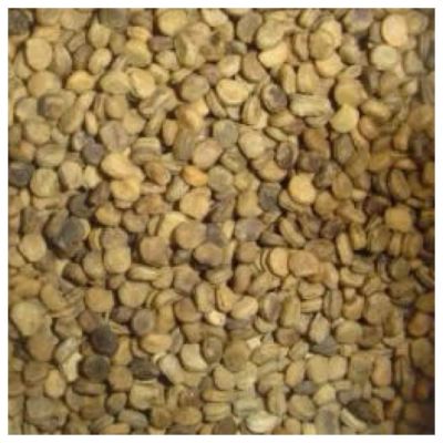 Semi di GERMINAZIONE: 10 Stratifizierte Amerikanische Wilde Ginseng SAMT Frhling Einpflanzen