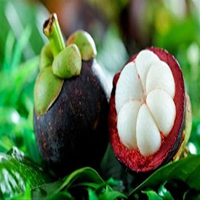 Semi mangostano frutta, co di sostanze nutritive Regina di Frutti Tropicali - 10 pc/lotto