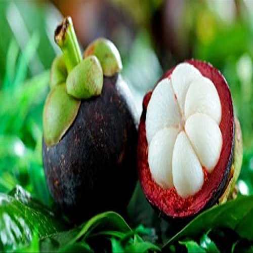 Semi mangostano frutta, co di sostanze nutritive Regina di Frutti Tropicali - 10 pc/lotto