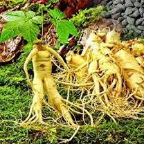 10 semi di ortaggi al Ginseng