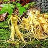 10 semi di ortaggi al Ginseng view 1