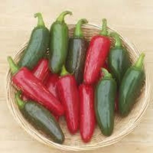 25 SEMI Jalapeno M Hot Pepper 2018