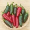 25 SEMI Jalapeno M Hot Pepper 2018 view 1