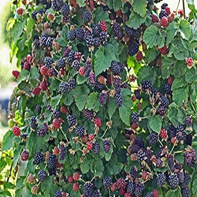 20 pezzi di semi di frutta BlackBerry Senza Spine