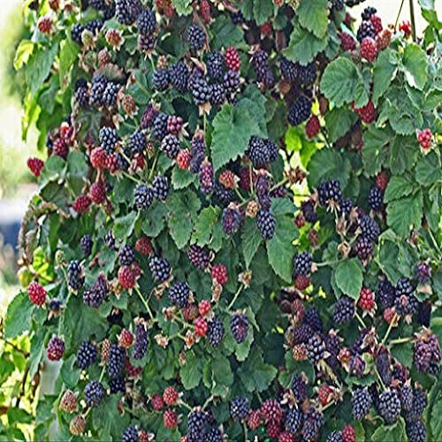 20 pezzi di semi di frutta BlackBerry Senza Spine