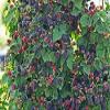 20 pezzi di semi di frutta BlackBerry Senza Spine view 1