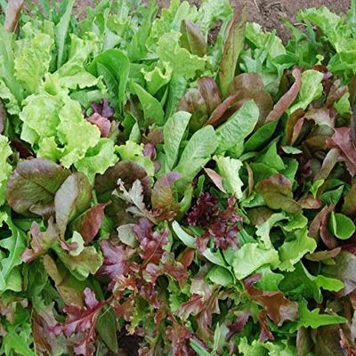 Mesclun miscela di semi Organici Rosso e lattughe Verde, Missile, Kale, mostarde
