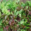 Mesclun miscela di semi Organici Rosso e lattughe Verde, Missile, Kale, mostarde view 1