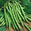 25 pezzi di semi di peperone ibrido Jalapeno view 1
