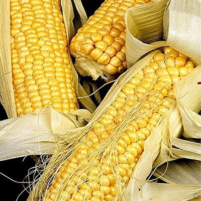 Sweet Corn D'oro Bantam - 1 pacchetto dei semi