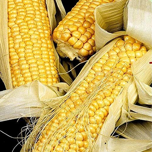 Sweet Corn D'oro Bantam - 1 pacchetto dei semi